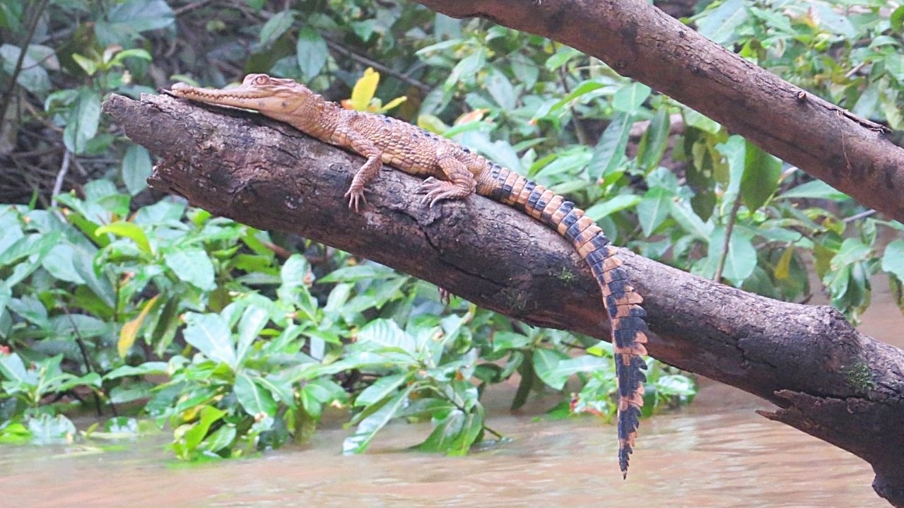The slender-snouted crocodile has adapted to its rainforest environment by basking on trees and rocks that protrude from the river. Image courtesy of Christine Kouman.
