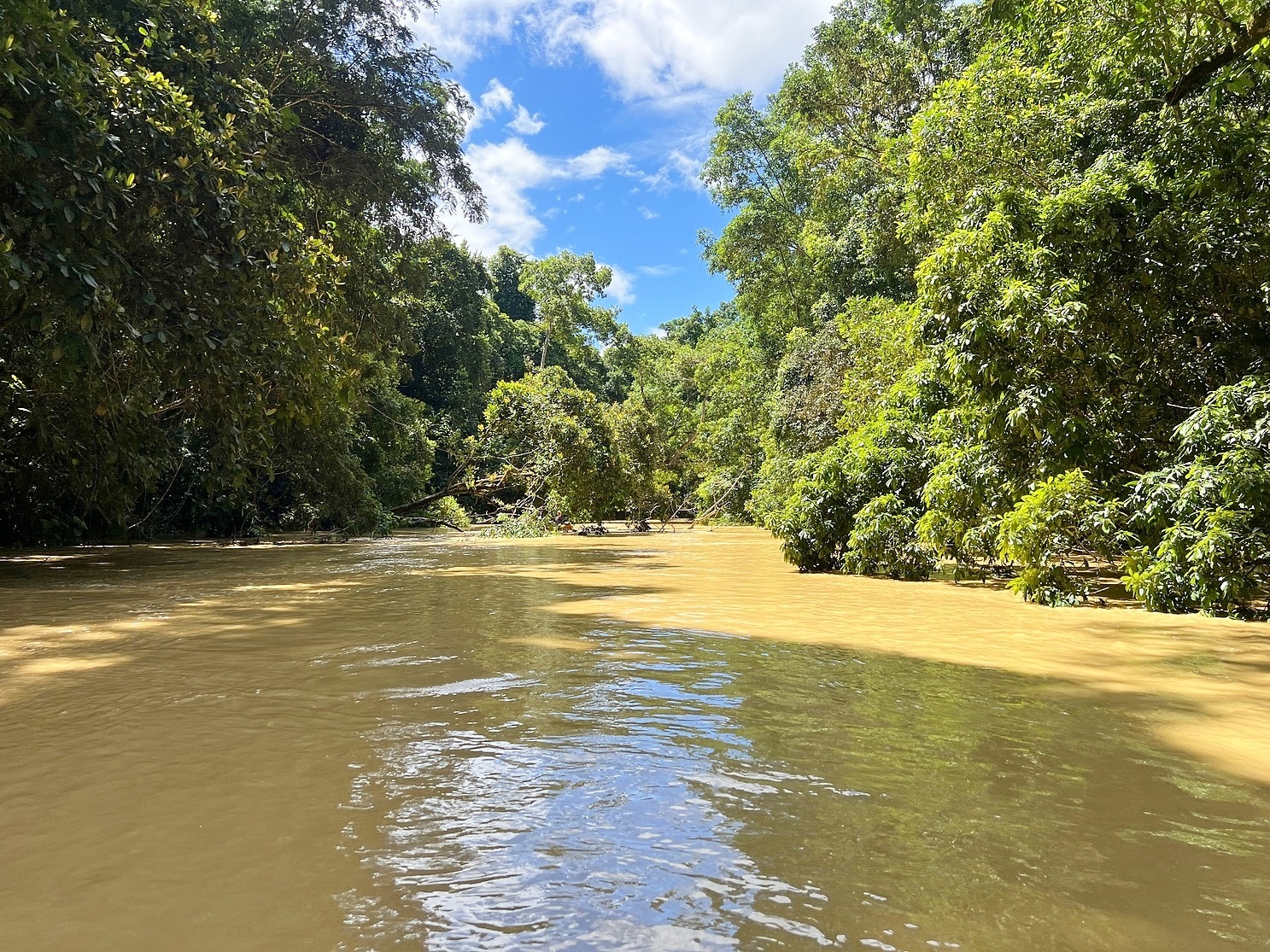 Where the river runs like cappuccino: The water in the Hana river, which runs from east to west across the southern portion of Taï National Park, was once clear. Now it is full of sediment from artisanal mining outside the boundary of the park. Image by Ryan Truscott for Mongabay.