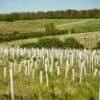 The forest of Marston Vale in Bedfordshire in the U.K. where restoration efforts have yielded positive results for biodiversity and the community.