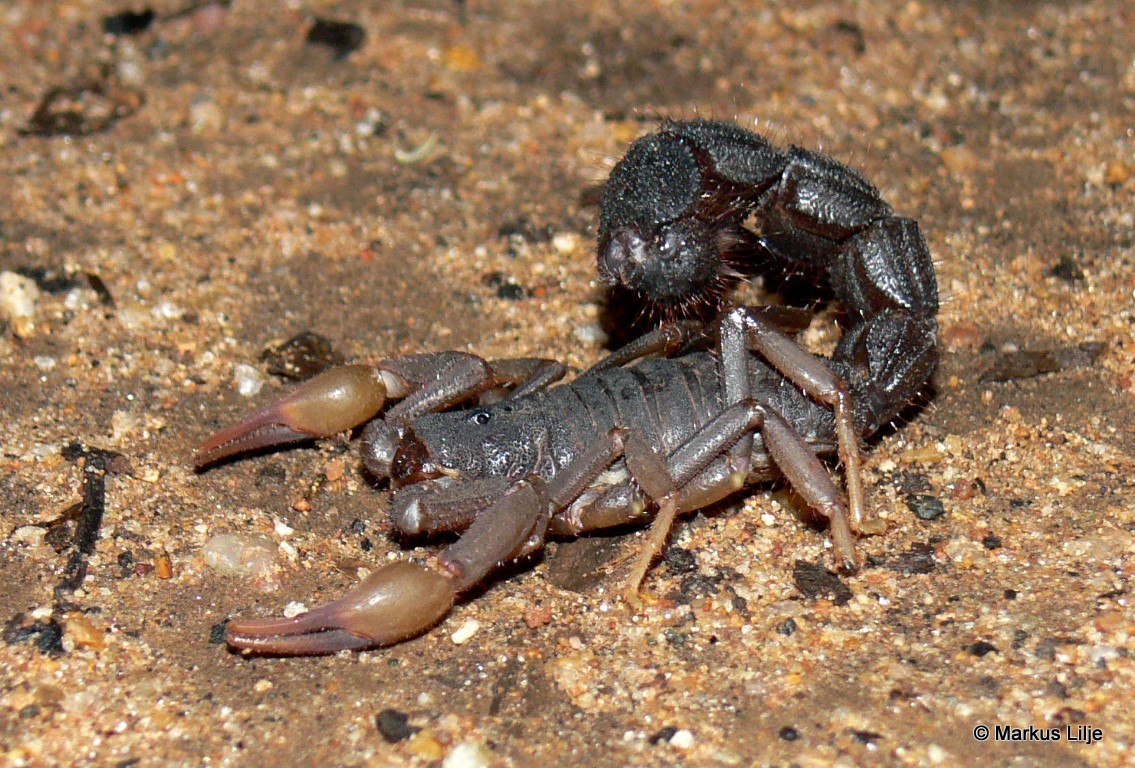 South African authorities thwart smuggling of 150 venomous scorpions, arrest man