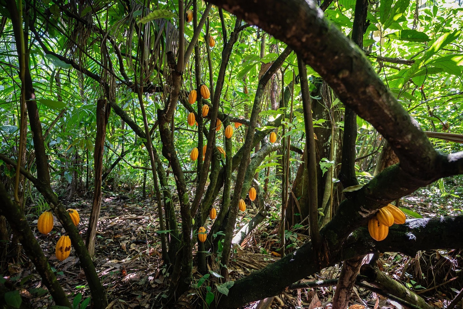 Pará and other Amazonian states in Brazil could be well-positioned to fill supply gaps in the growing demand for sustainable and healthy chocolate. Image by Cícero Pedrosa Neto.