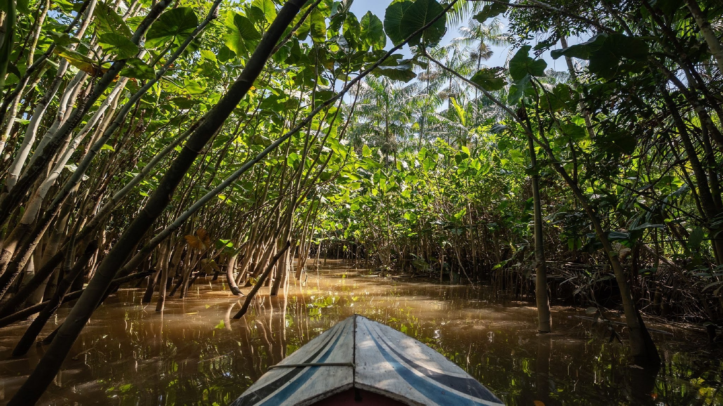 An Amazon stream. The dense forest canopy of the floodplains near rivers and streams provides natural irrigation and protection for cocoa trees against extreme droughts, heavy rain and pests. Image by Cícero Pedrosa Neto.