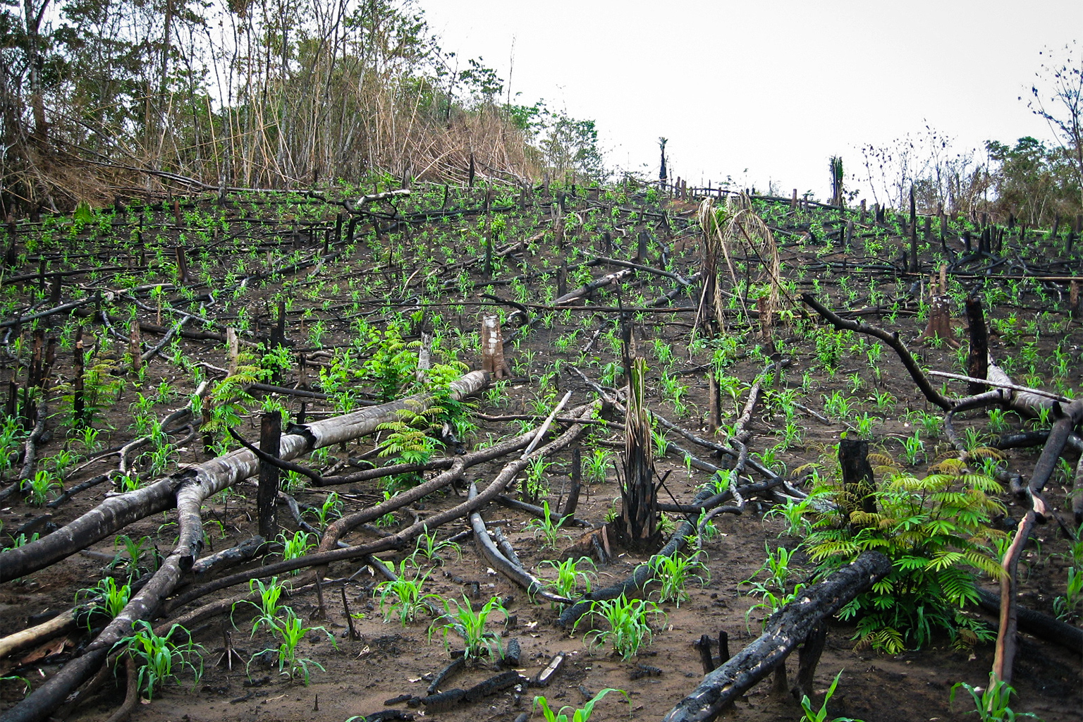 Cleared land, recently re-planted in Brazil, 2006.