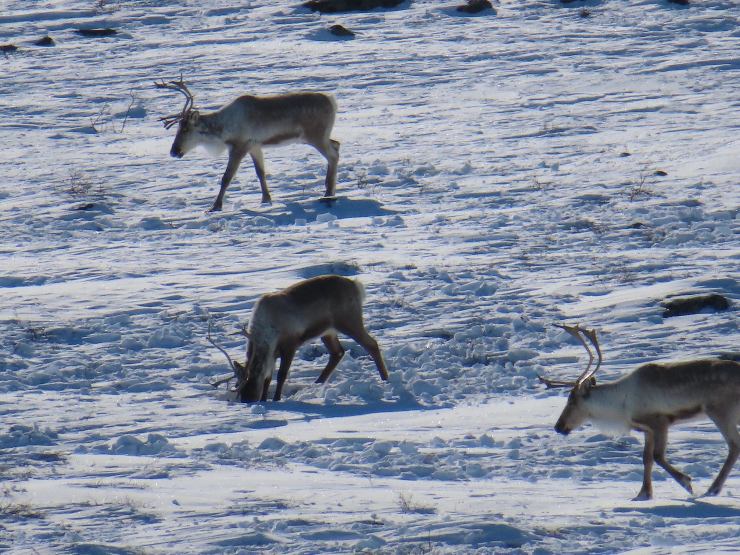 Barren-ground caribou on Tibbitt to Contwoyto winter road. Image courtesy of the North Slave Métis Alliance.