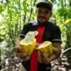 Cocoa producer Giovanne holds a native Amazon species, which is naturally resistant to pests and extreme weather. Image by Cícero Pedrosa Neto.