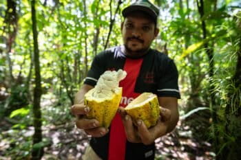 Cocoa producer Giovanne holds a native Amazon species, which is naturally resistant to pests and extreme weather. Image by Cícero Pedroso.
