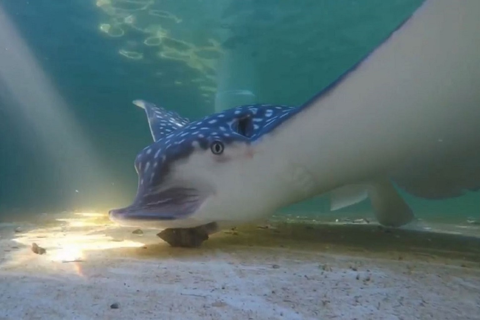 A new tool can identify what a predator is eating based on the shell-crushing sounds it makes. Pictured above is a whitespotted eagle ray eating a clam.