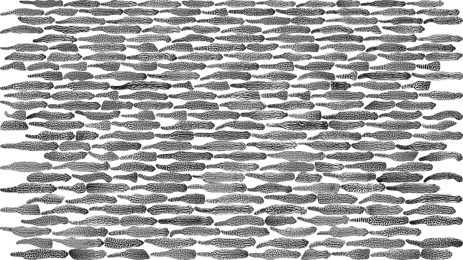 guina marks