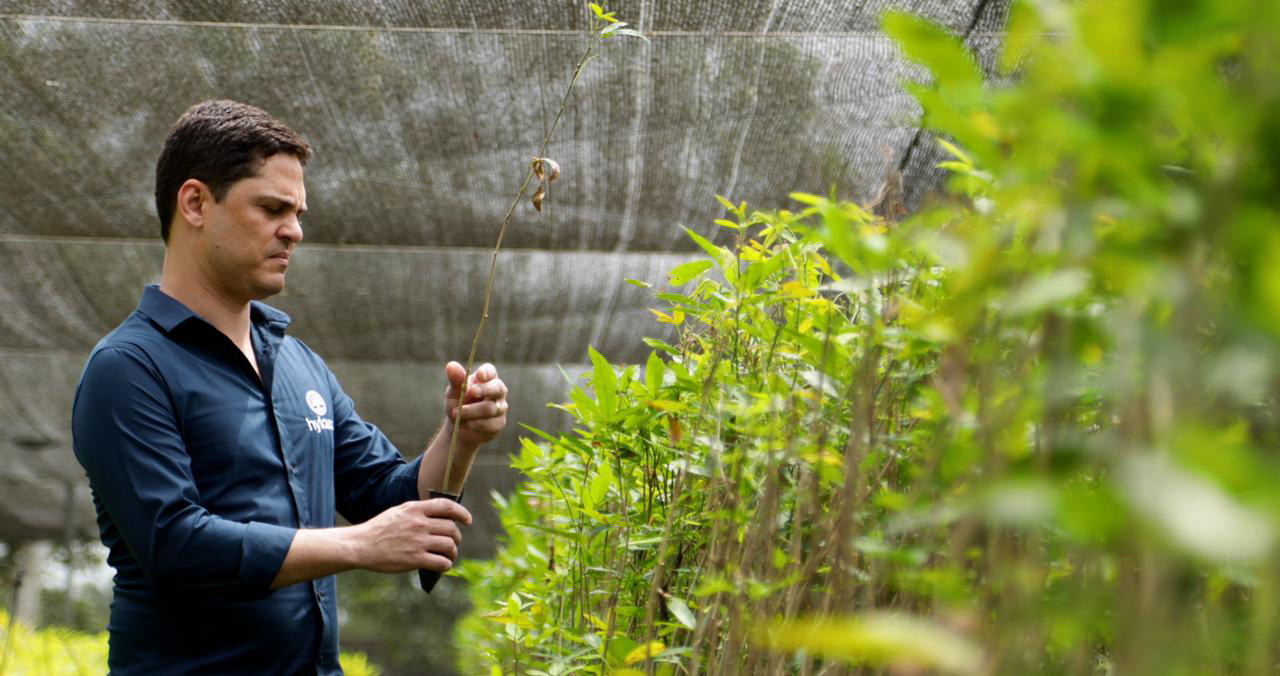 photo of Secret Amazon species may be new source of ibogaine for addiction treatment image
