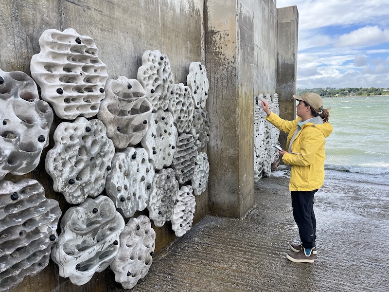 Living Seawalls installation in Ringiskiddy, Ireland