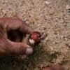 A seed, ready for planting, at a nursery in Cambodia. Image by John Cannon/Mongabay.