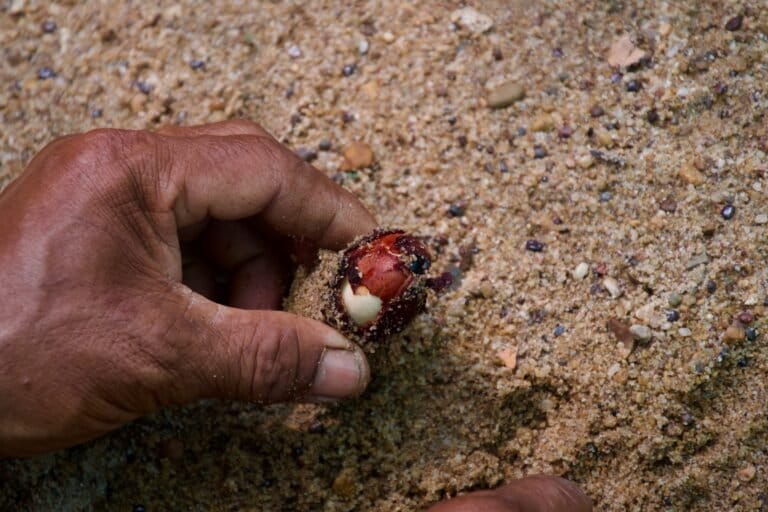 A seed, ready for planting, at a nursery in Cambodia. Image by John Cannon/Mongabay.