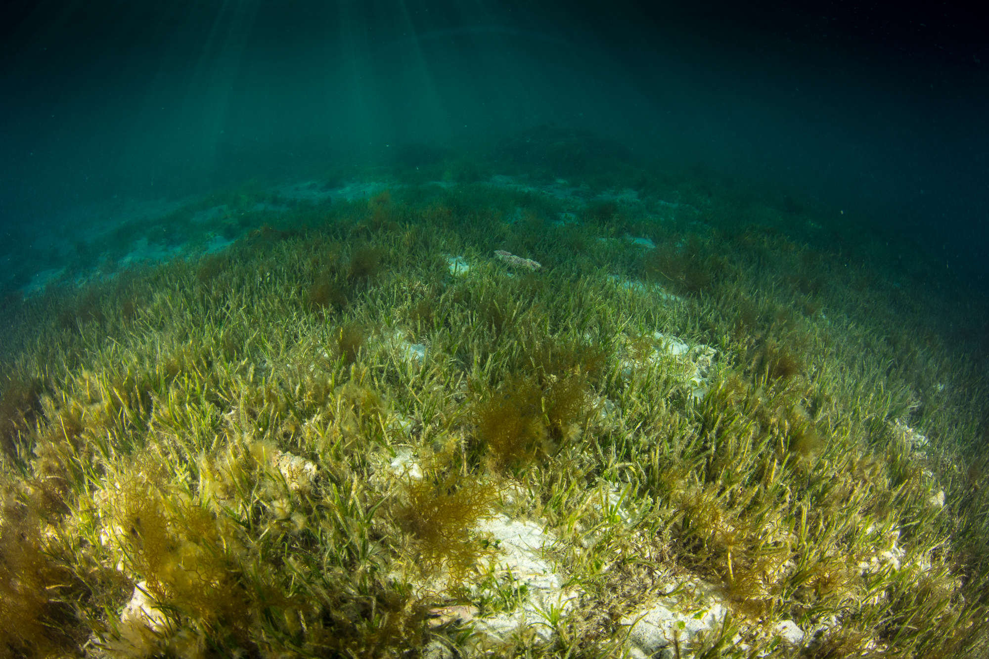Seagrass meadow near Lord Howe Island, Australia. Because of their ecological and economic importance, RMIT’s Peter Macreadie argues that meadows be seen as “critical natural infrastructure” and not merely only a conservation issue. Image by Matt Curnock / Ocean Image Bank.