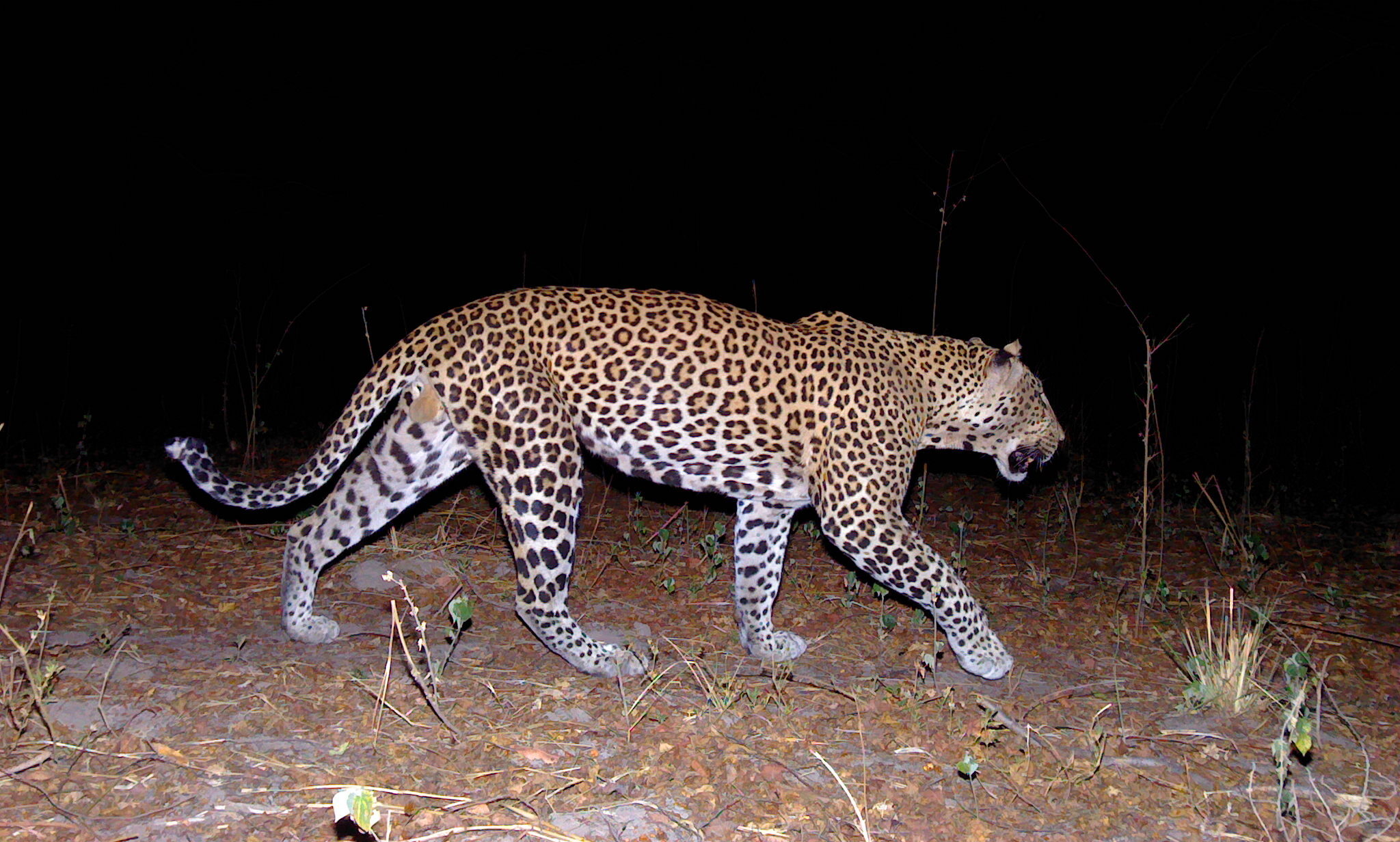 Endangered West African leopards show signs of recovery,&hellip;