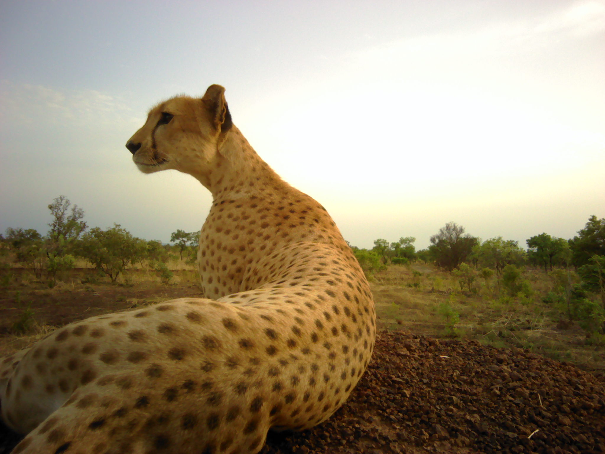 A critically endangered Northwest African cheetah in Pendjari National Park, in 2019. A recent study found that Pendjari remains a core area for cheetahs, though the population is "worryingly small." Image courtesy of ZSL-CCI/Panthera/IUCN Cat SG/APN.