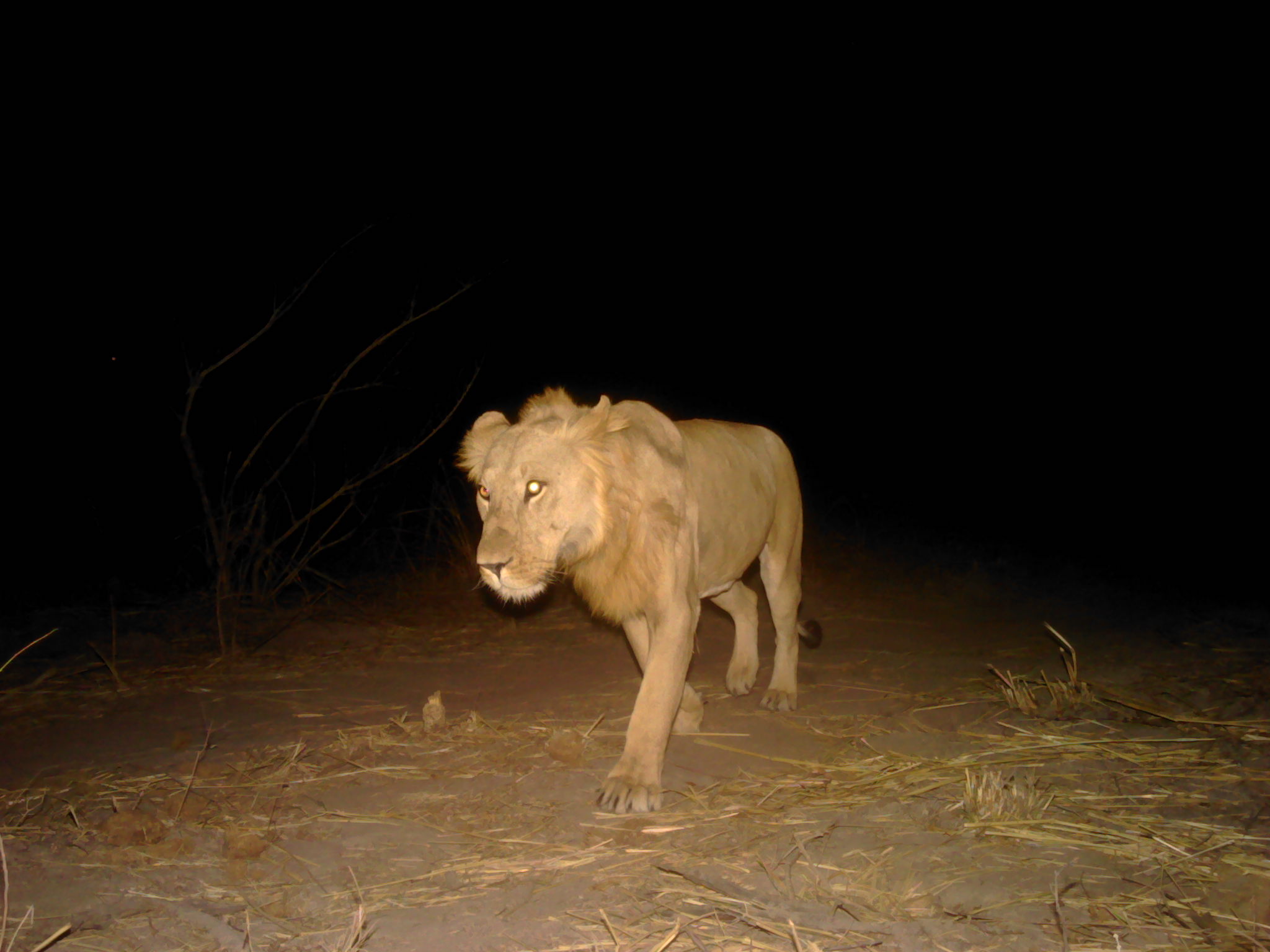 A male lion photographed in Pendjari National Park during the camera trap survey.