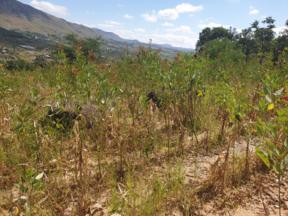 Maize is staple crop in Malawi and its production is heavily dependent on chemical fertilizers. Malawi imports over 90 percent of the over 400,000 tons of fertilizers it consumes annually – Image by Charles Mpaka for Mongabay.