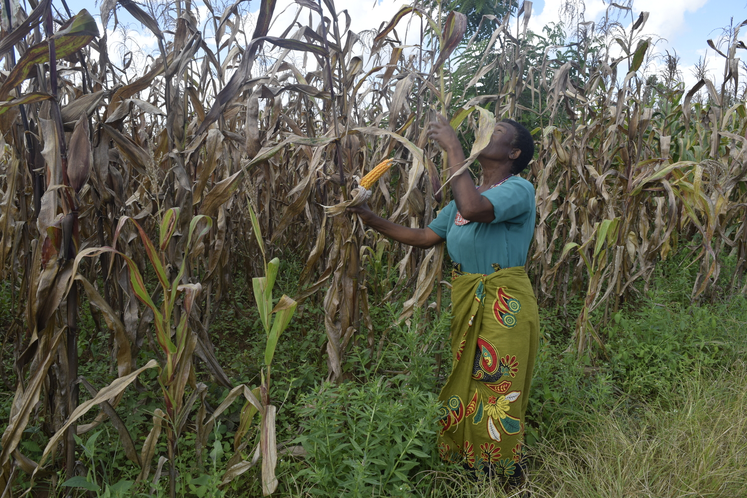 For many farmers, production practices such as intercropping maize with pigeon peas still do not produce as much maize as when they apply synthetic fertilizers. – Image by Charles Mpaka for Mongabay.
