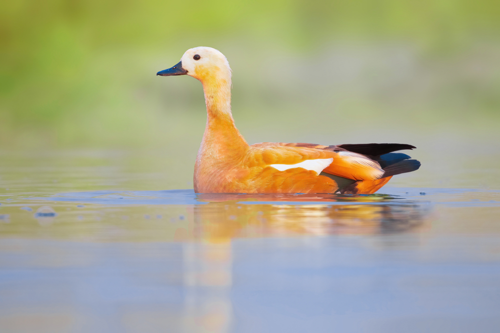 A ruddy shelduck at Arjan. Image courtesy of Mohsen Shokrollahi/AvayeBoom Bird Conservation Society.