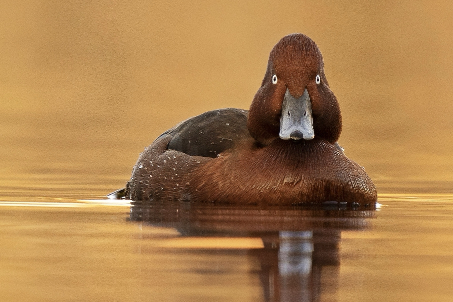 A ferruginous duck (Aythya nyroca). Image courtesy of Raheleh Mehrasa/AvayeBoom Bird Conservation Society.