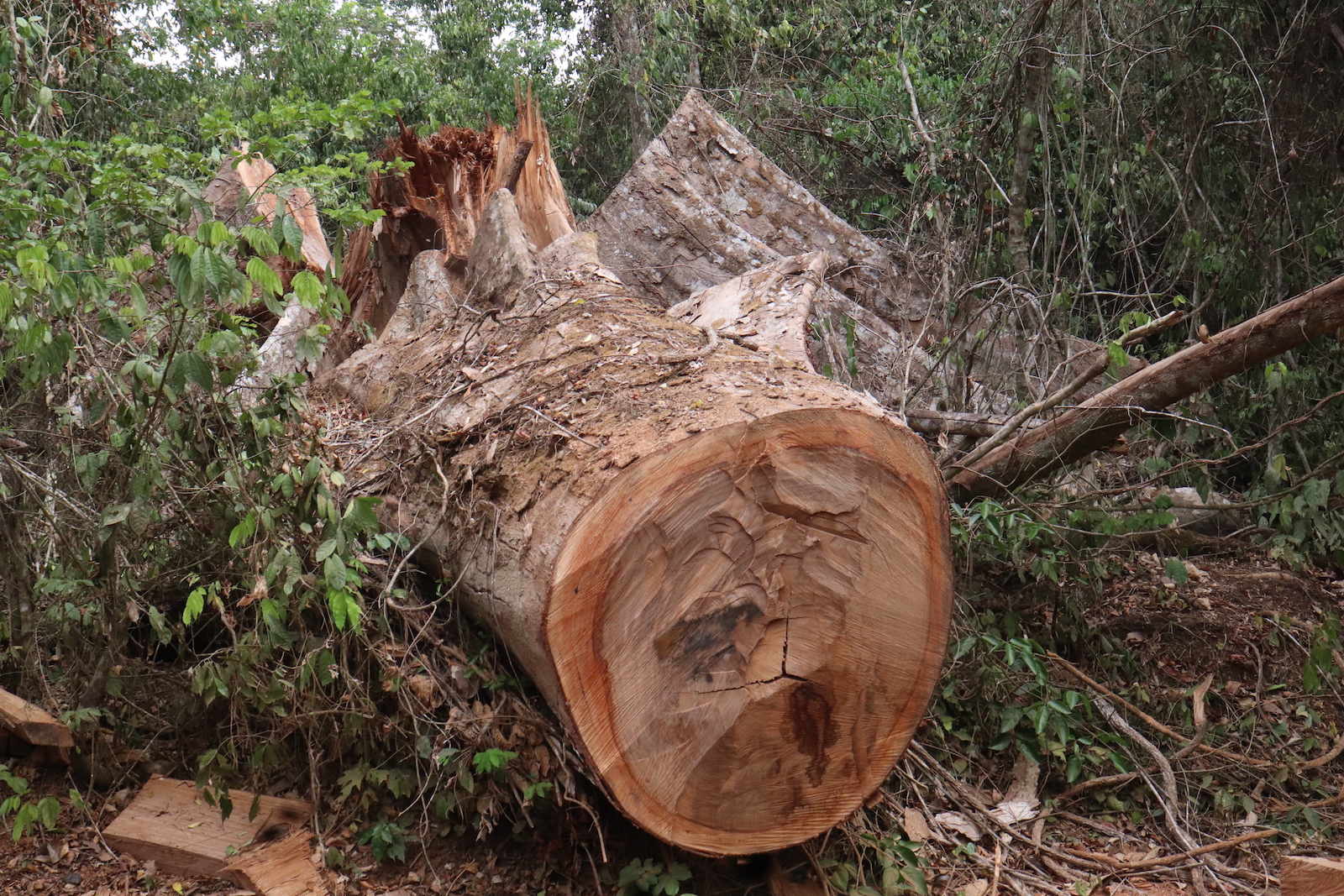 image of a cut tree