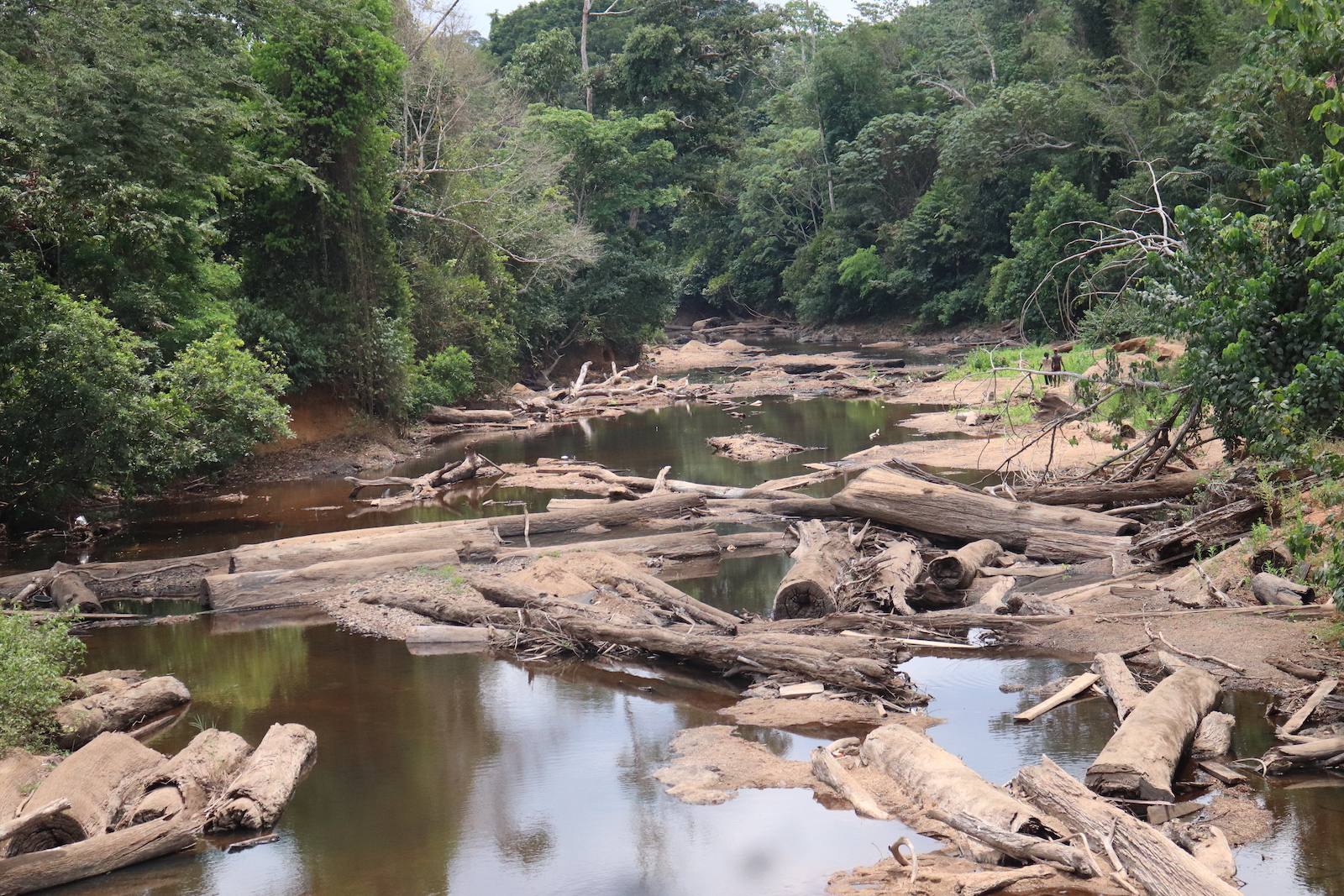 image of a river flowing through a forest