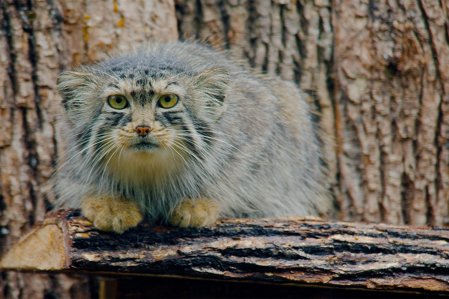 Thanks to its notoriously grumpy expression, the Pallas’s cat has become a social media star, making it the best-known small cat. Experts offer mixed views on whether this popularity has aided research and conservation. Image by Josh More via Flickr
