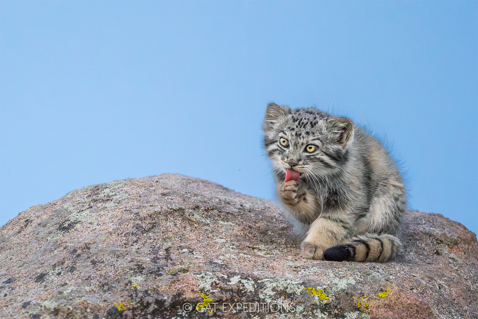 A Pallas's cat.