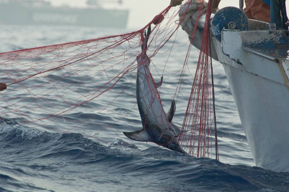 Fishers aboard a fishing vessel haul an illegal driftnet in international waters west of Marettimo Island, near Sicily. 