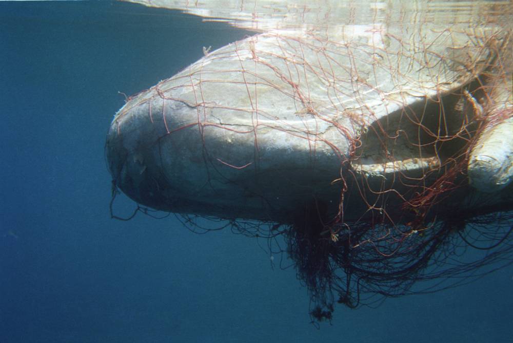 Dead sperm whale believed to have been killed by illegal Italian driftnets in the waters near Mallorca.
