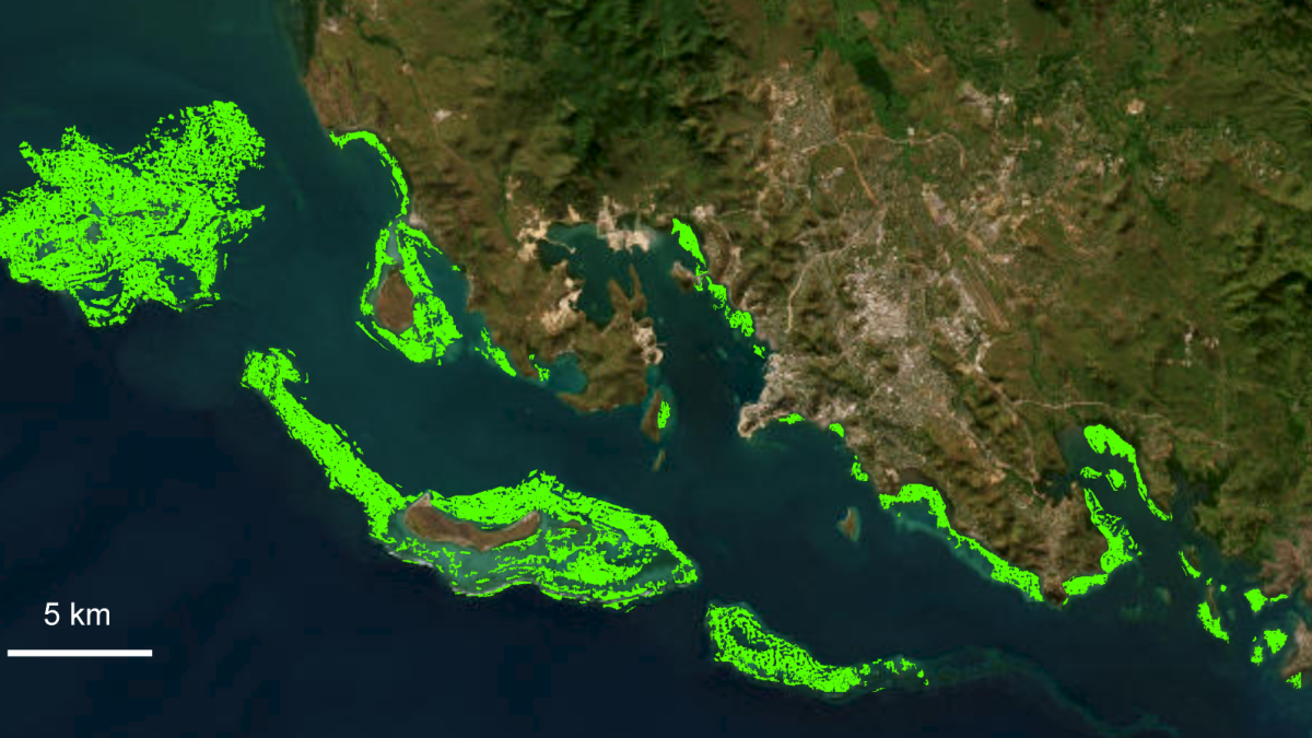 Areas with seagrass in Papua New Guinea as discovered by the seagrass map.