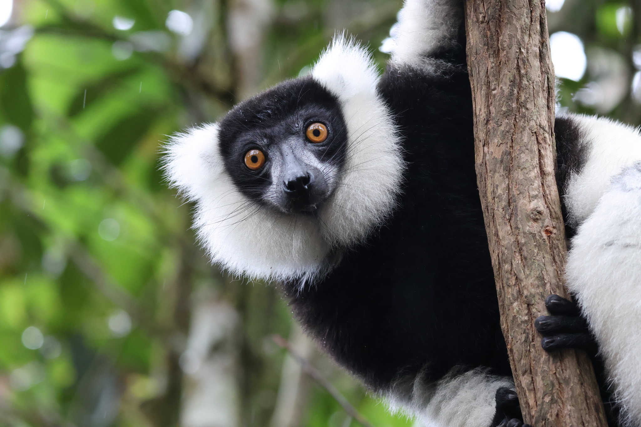 Black and white ruffed lemurs, native to Madagascar, are critically endangered.
