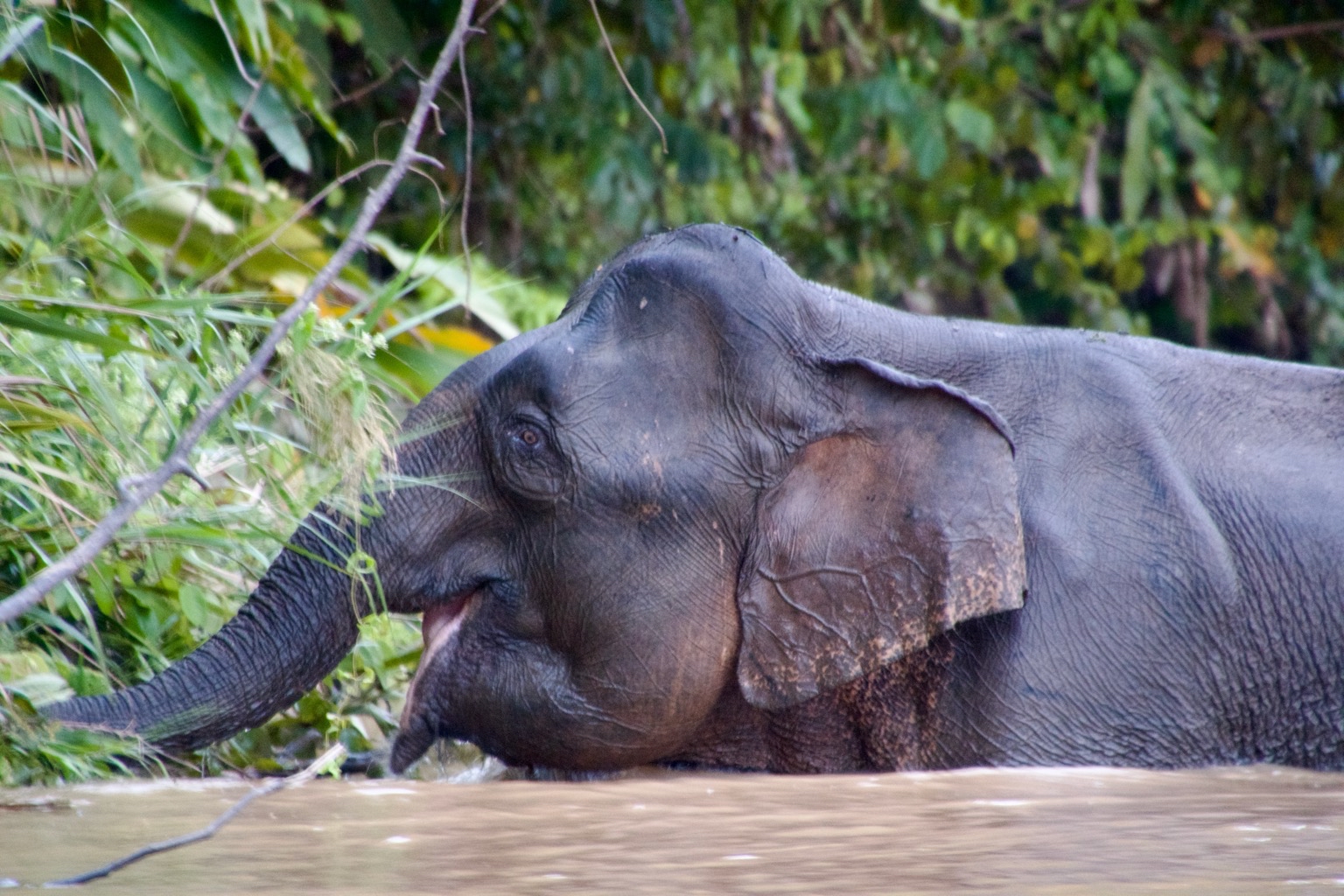A Borneo pygmy elephant (Elephas maximus borneensis) in Malaysia. Image by John Cannon/Mongabay.