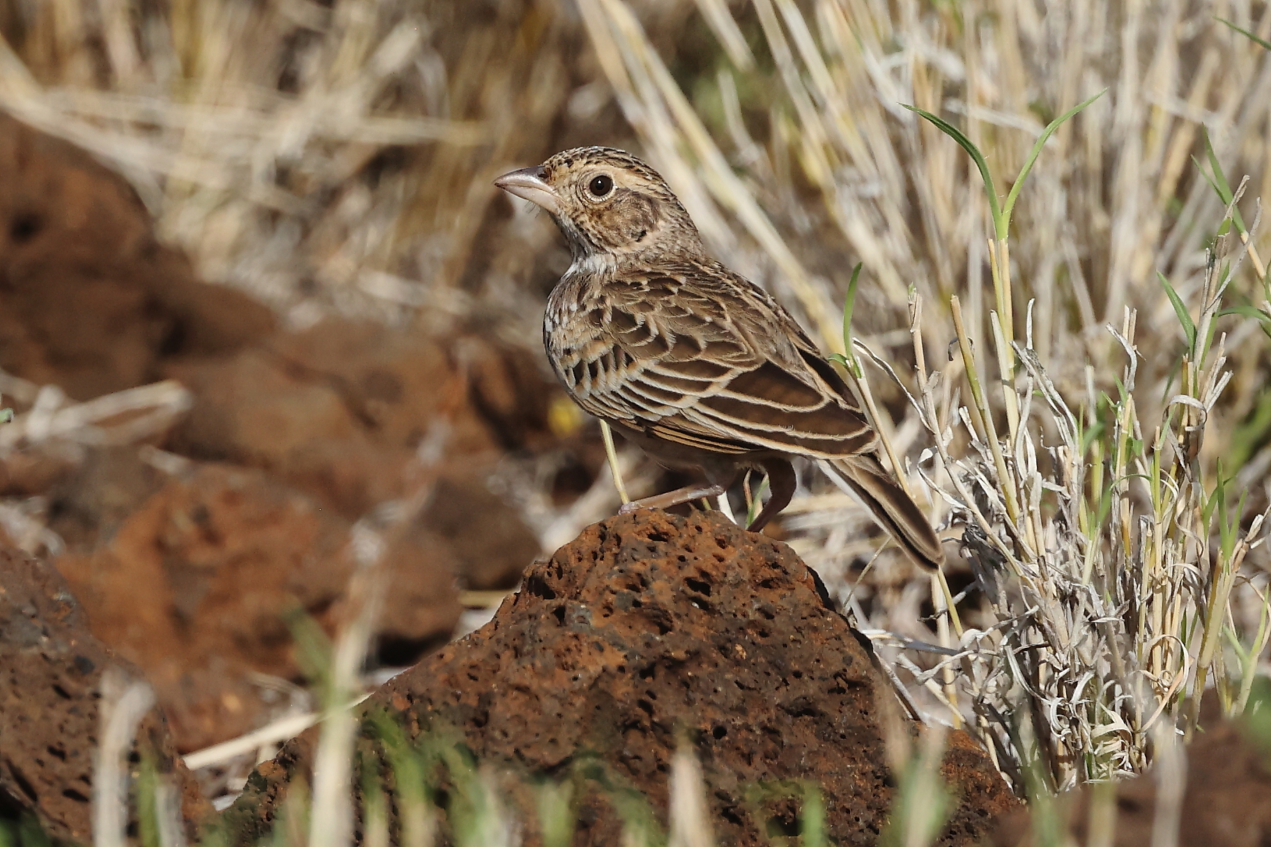 The Horsefield's bush lark is a common lark found across the Sahel.