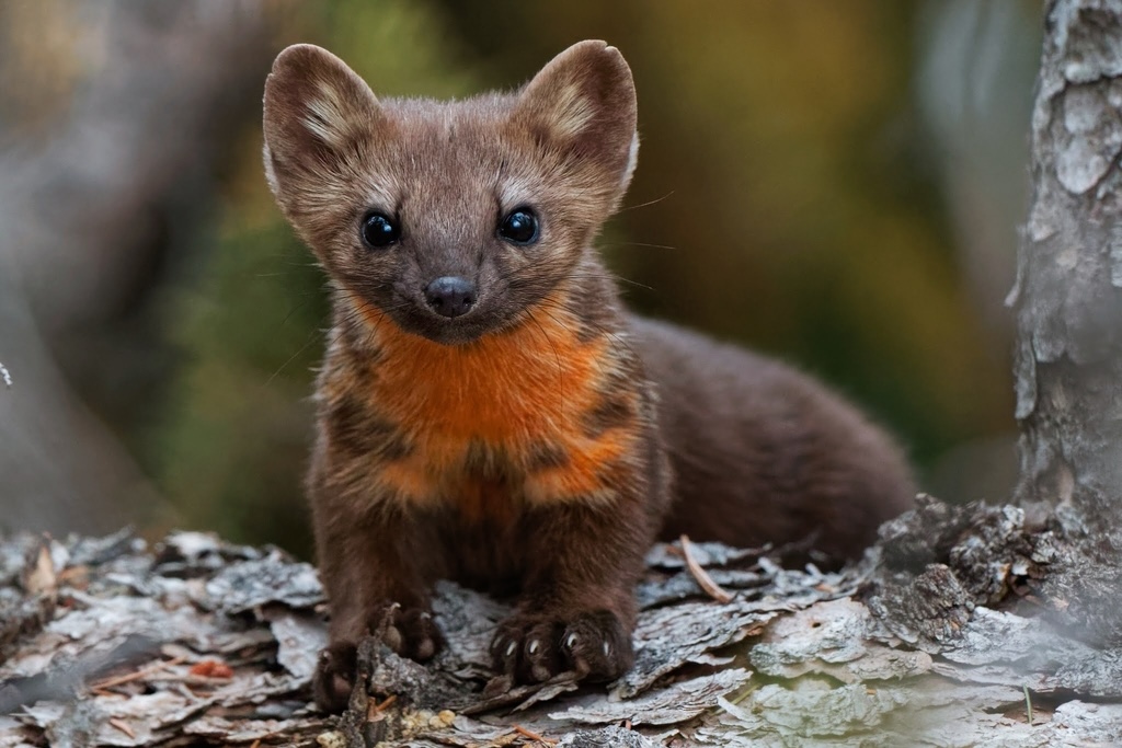 The U.S. government says habitat destruction no longer…
