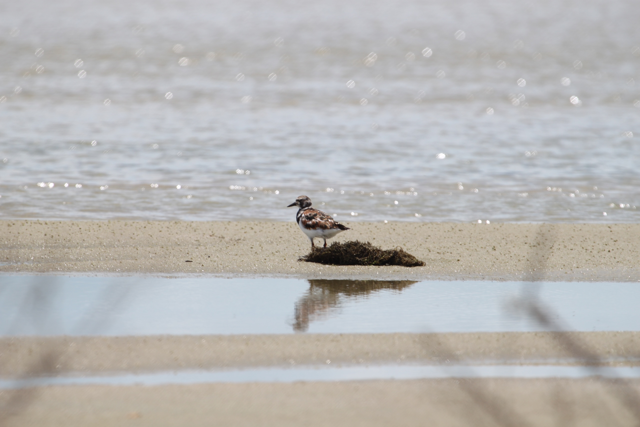Rising seas, garbage and heat threaten Brazil’s migratory shorebirds