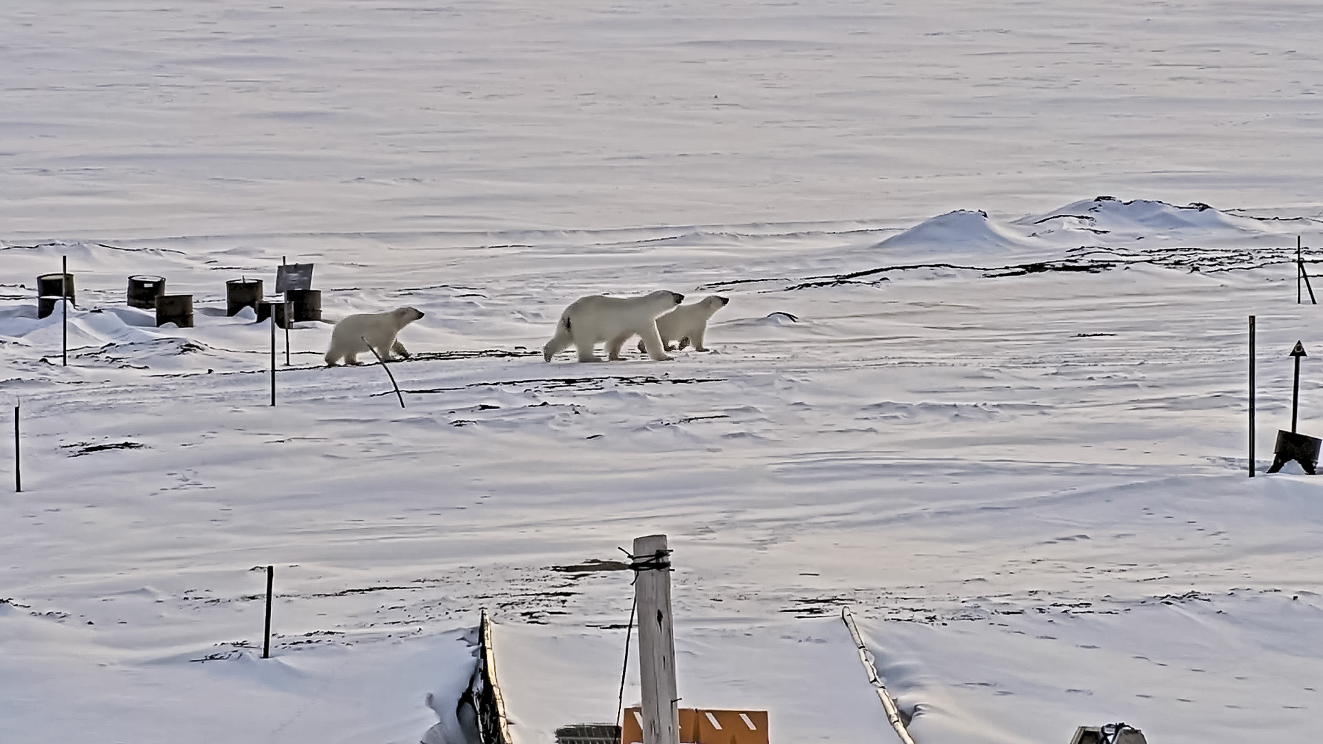 "Bear-dar" gives Arctic communities a heads up when polar bears are nearby