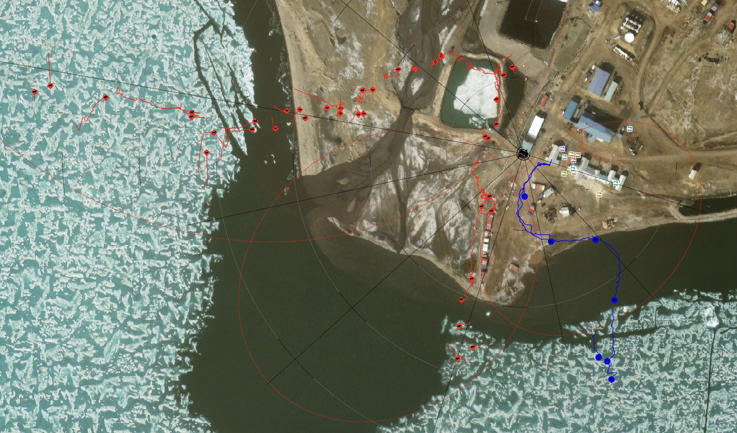 A radar map showing the path of polar bears, in red, as they moved closer to a weather station. The blue lines indicate their path as they were guided back out to sea ice.