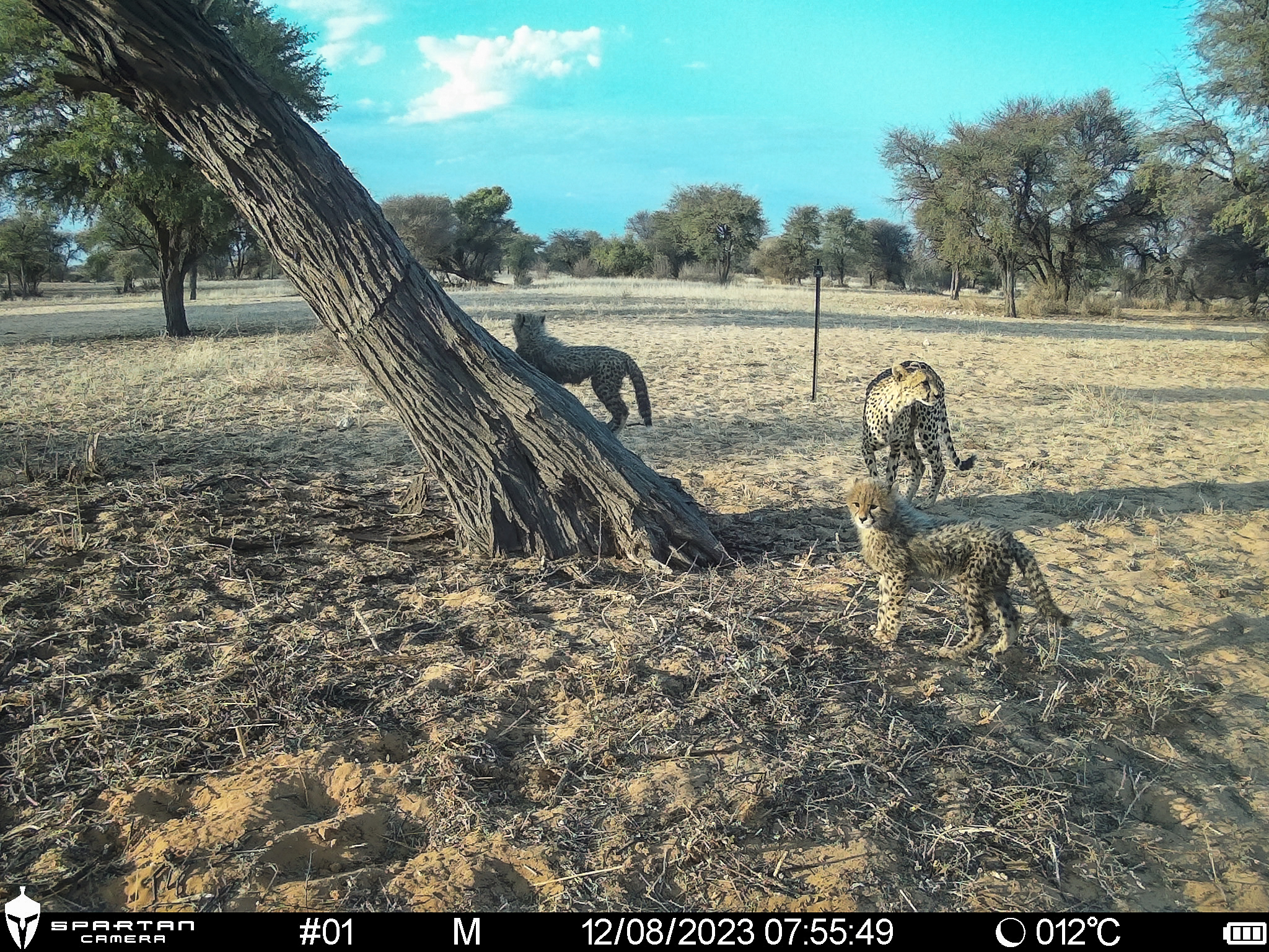 A young cheetah with their mother at one of the census monitoring sites in North West Province.