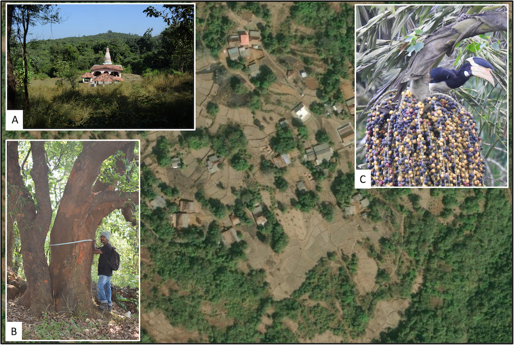 Background image of Vanzole Village in the Northern Western Ghats of India, where the study was conducted. The landscape is a mix of human settlements, agriculture, forest, and sacred groves. A) Sacred Grove of Kedarling; B) Researcher, Sachin Parshram, measuring a giant tree; C) A Malabar Pied Hornbill (Anthracoceros coronatus) feeding on fruits of Caryota urens, one of the two focal tree species measured. Photos courtey of Akshay Gawade. (Pai et al 2026)
