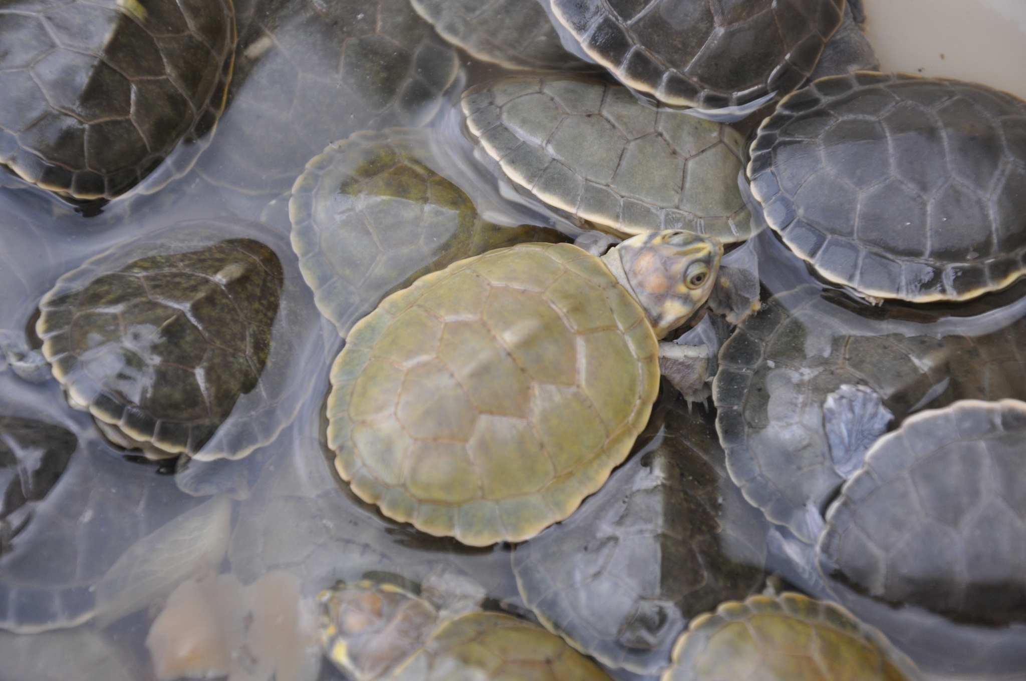Six-tubercled Amazon River turtle (Podocnemis sextoberculata). Image by © Rafael Bernhard via <a href="https://www.inaturalist.org/observations/36869368">iNaturalist</a>. <a href="https://creativecommons.org/licenses/by/4.0/deed.pt-br">CC BY 4.0</a>.