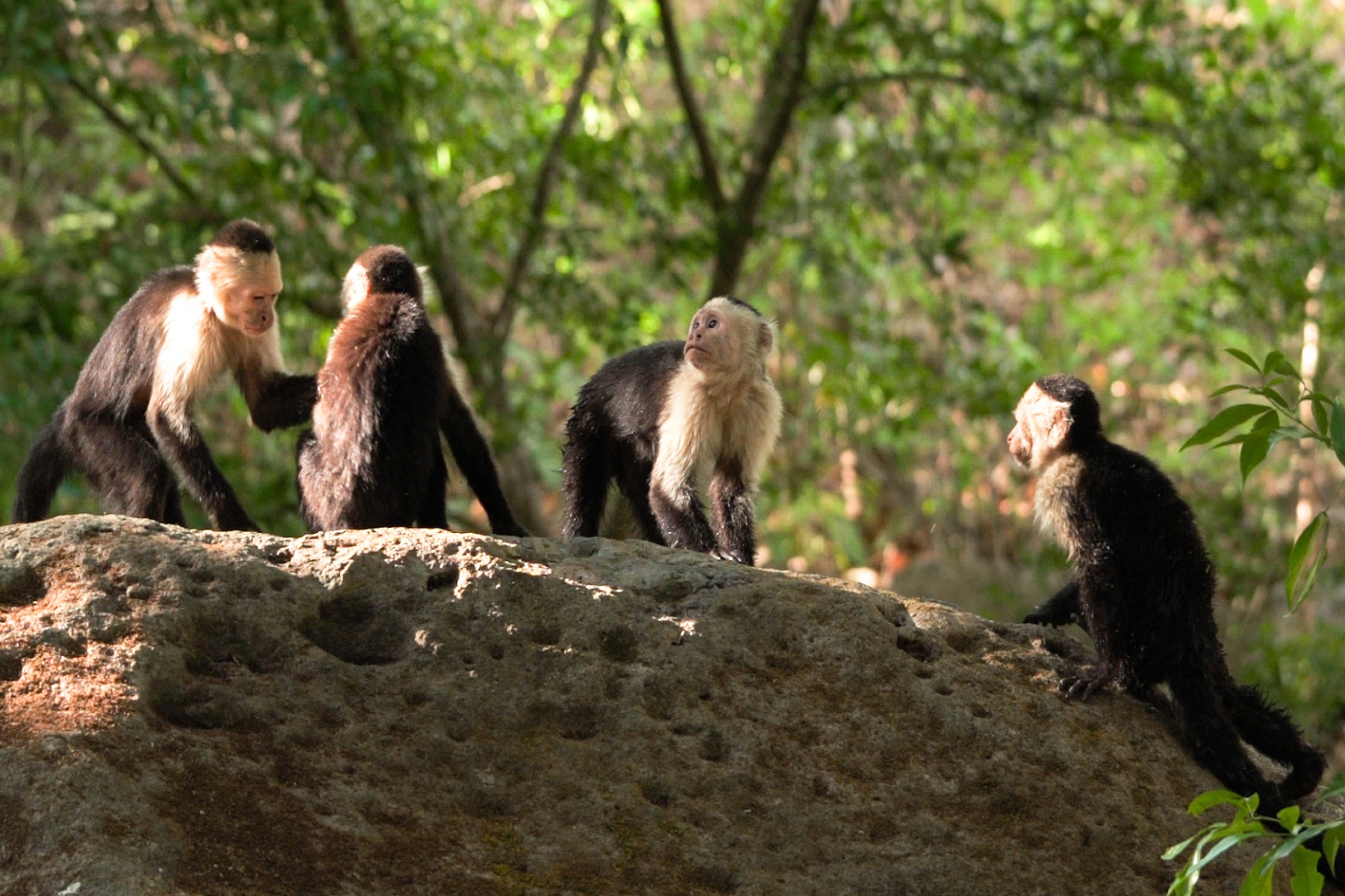 Capuchin monkeys socialize on a rock.