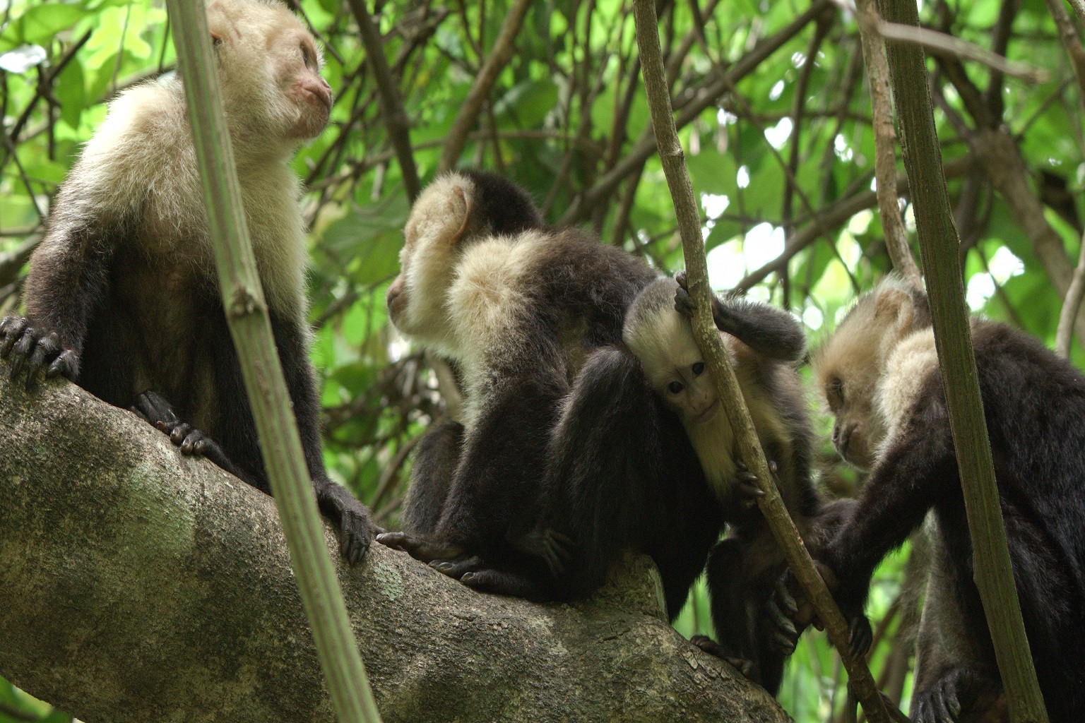 A capuchin family hangs out on a tree branch.