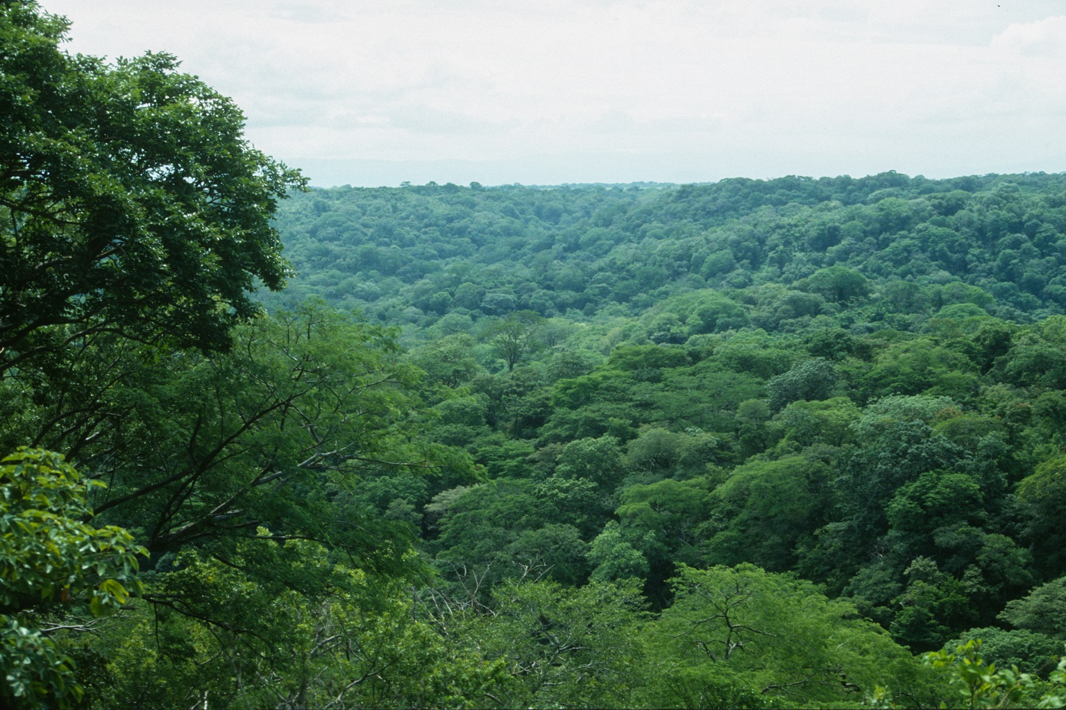 The tree canopy covers the terrain of the study zone.