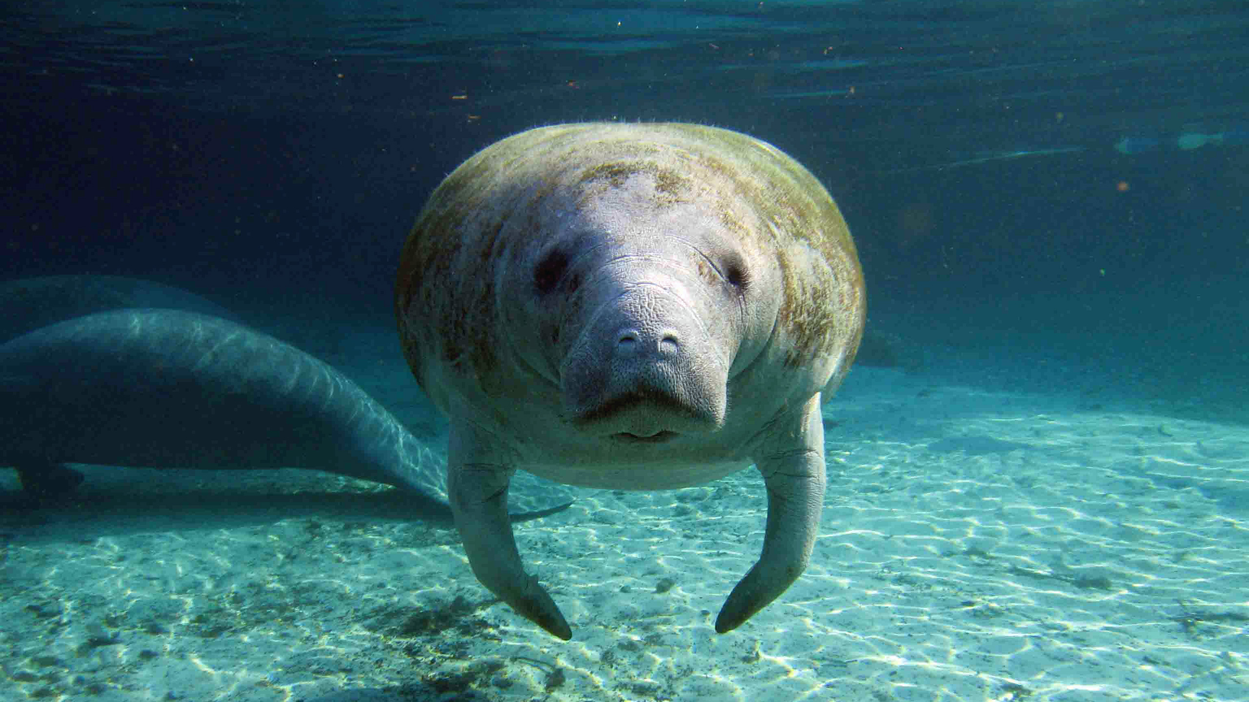 America’s retreat from wildlife protection will be felt far beyond its borders