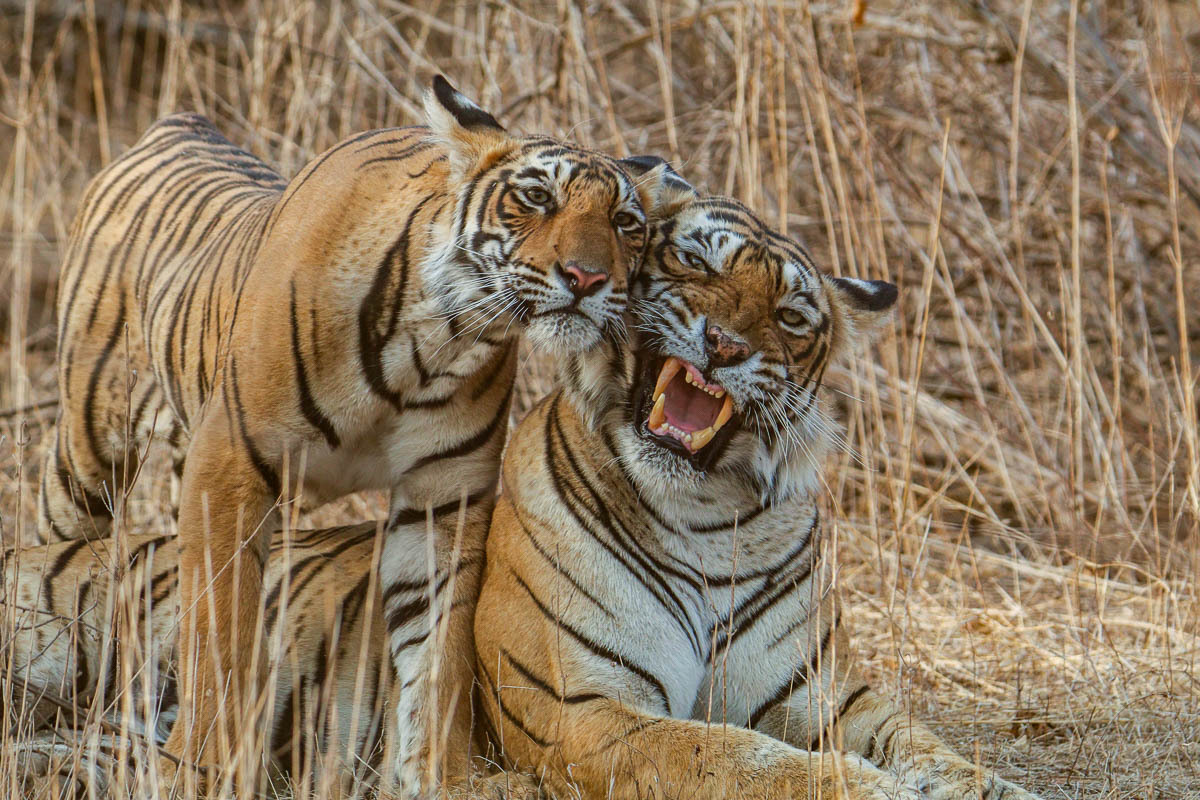 Report reveals Cambodia’s appetite for tigers, rhinos and…