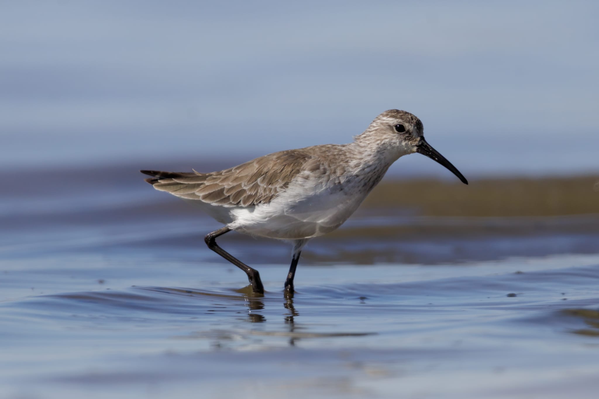 A curlew sandpiper wades in the shallows of the salt mine near the Berg River estuary, in South Africa’s Western Cape. Image courtesy of Jesse Brown.