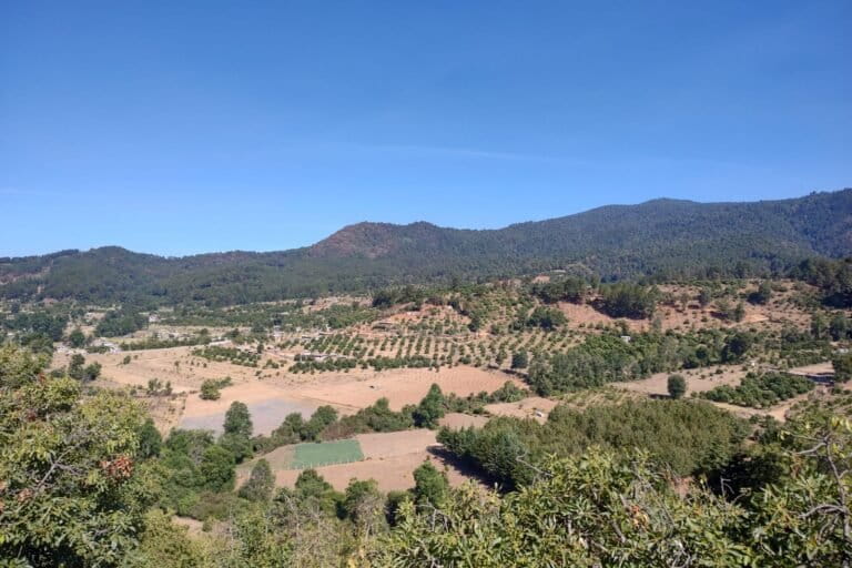 avocado plantations