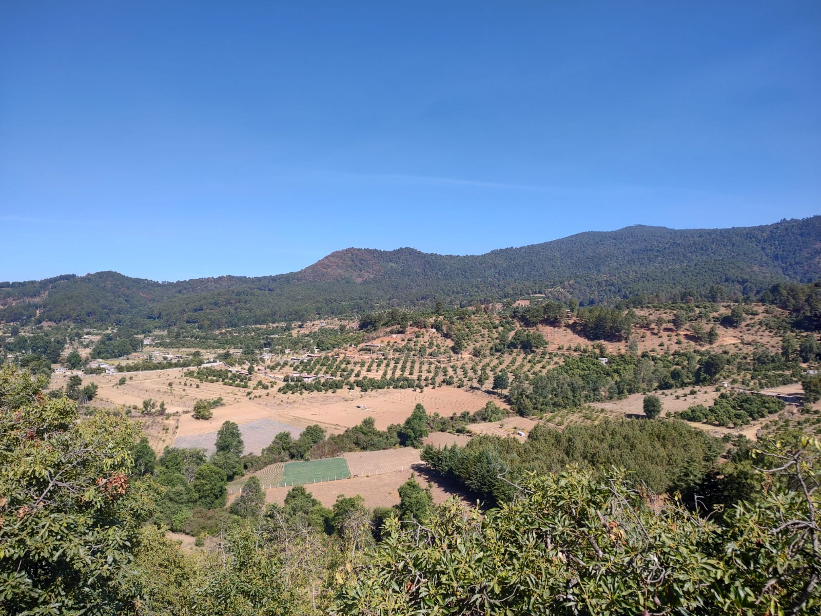 In Michoacán, Mexico, drying soil threatens water supplies and avocados, says study