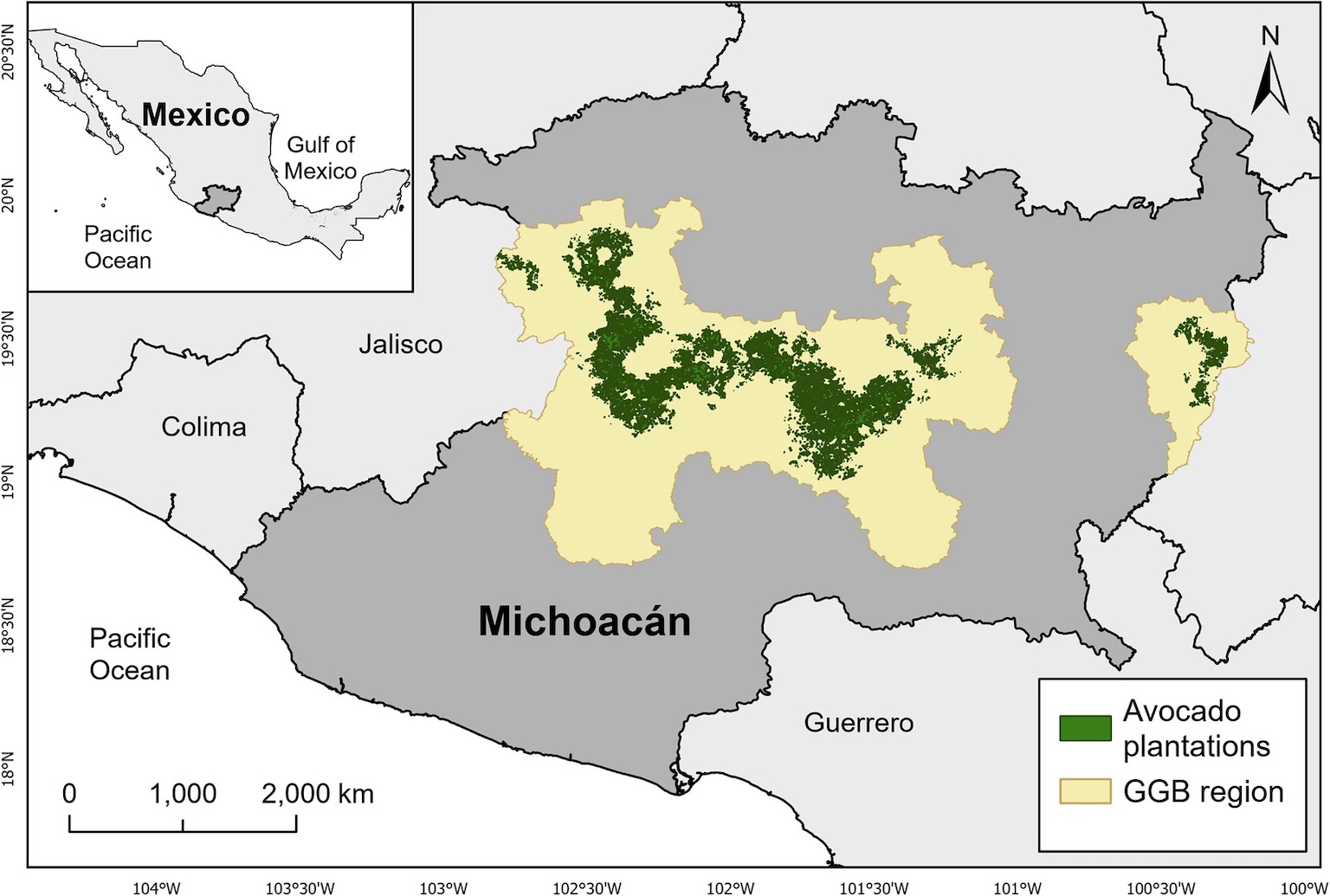 In Michoacán, Mexico, drying soil threatens water supplies and avocados, says study